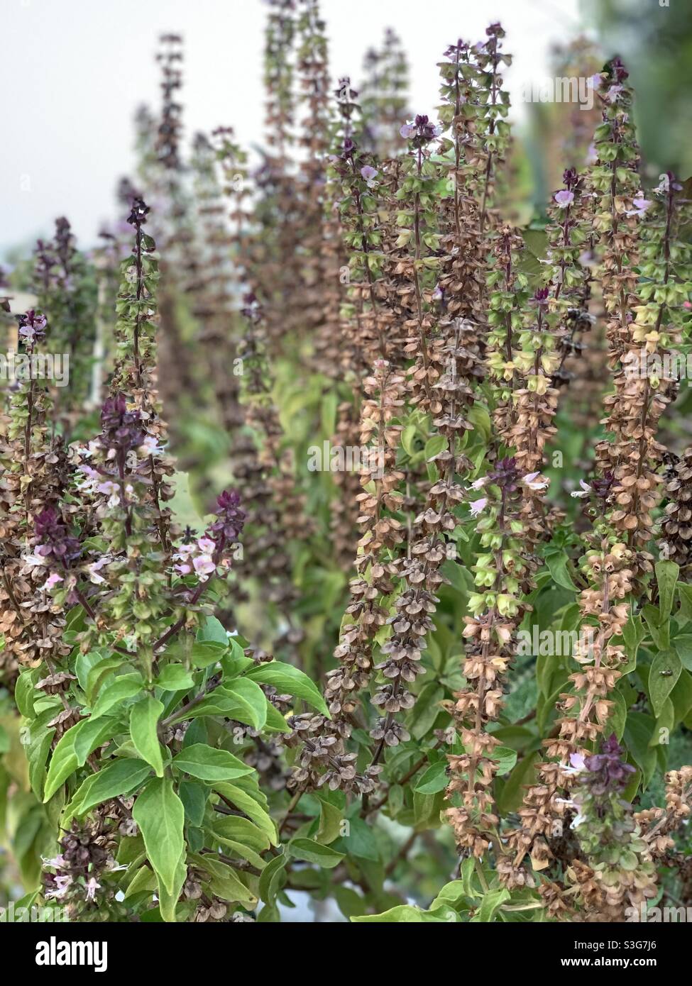 Thai Basil plants Stock Photo Alamy