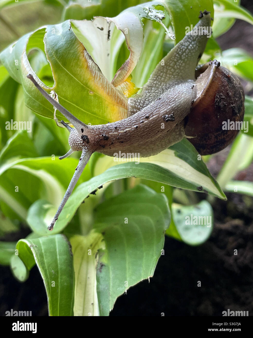 Snail on Hosta Stock Photo Alamy