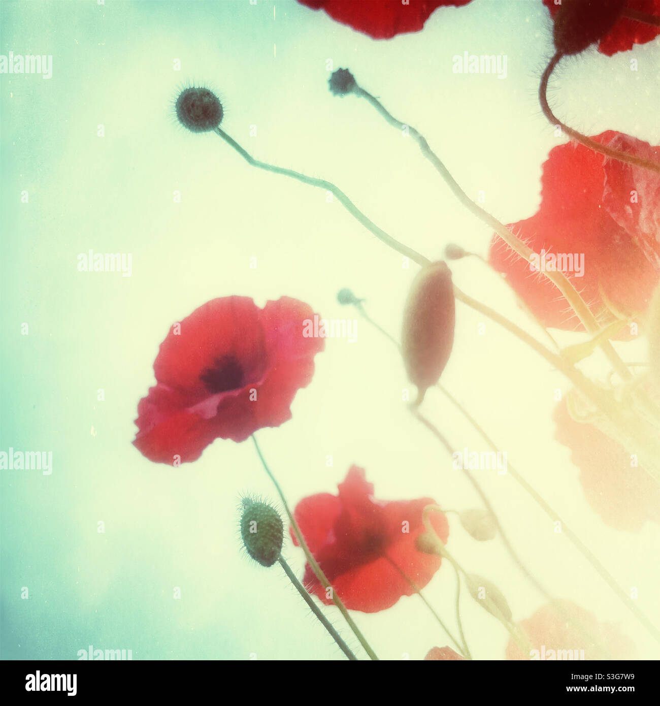Summer red Poppies with a dreamy lighting effect. - Smartphone Captured Stock Image