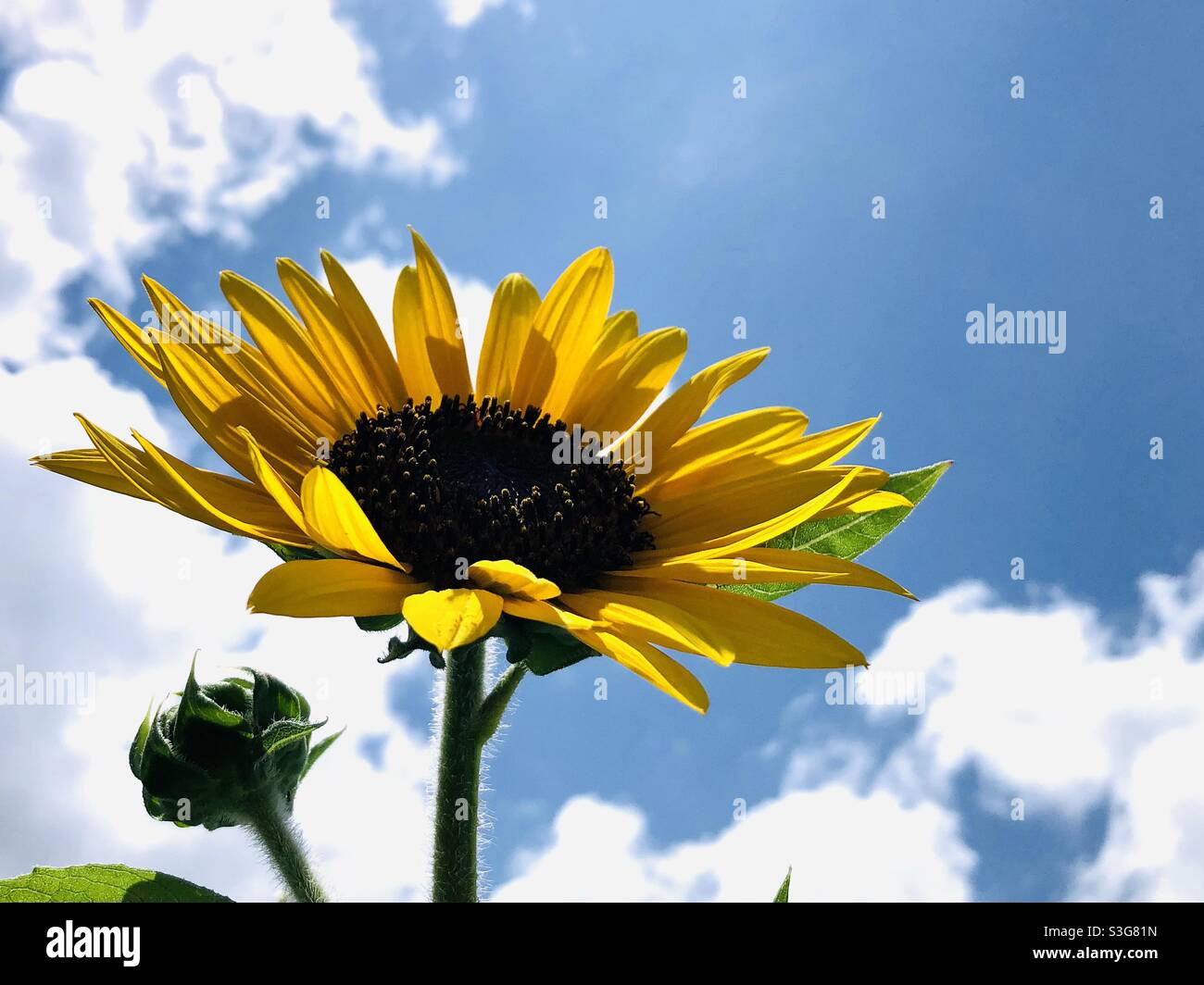 Sunflower against a blue sky with clouds Stock Photo