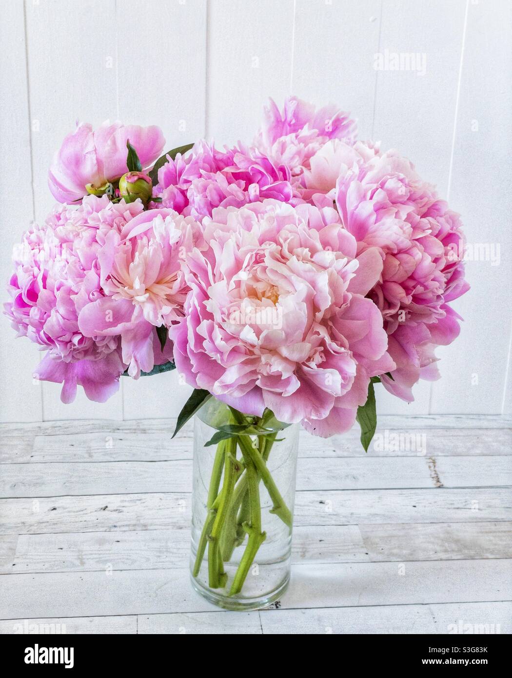 Vase of pink peony flowers. - Smartphone Captured Stock Image