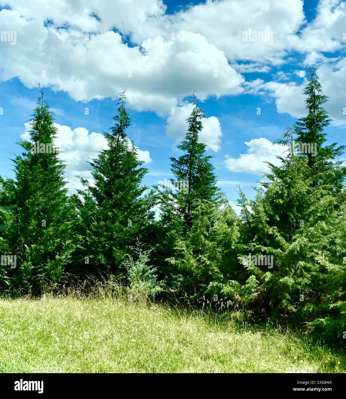 Fluffy clouds and a blue sky overlooking pine trees in the country ...