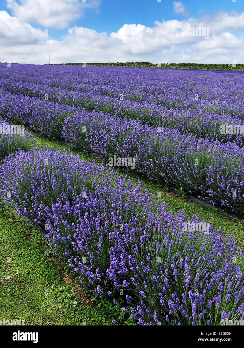 Rows of purple Lavender flowers on a lavender farm - Smartphone Captured Stock Image