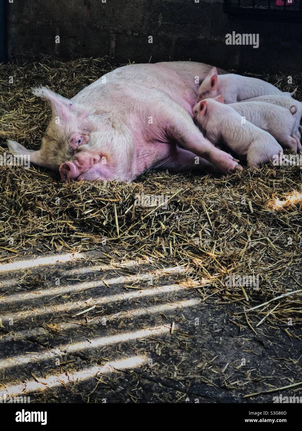 Sow feeding piglets in barn with contrasting sunshine and shadows on floor. Stock Photo