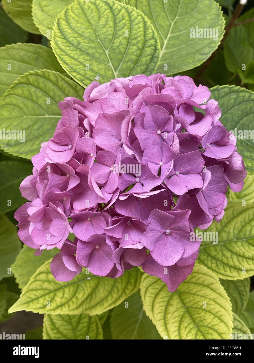 Ortensia flower among green leaves - Smartphone Captured Stock Image