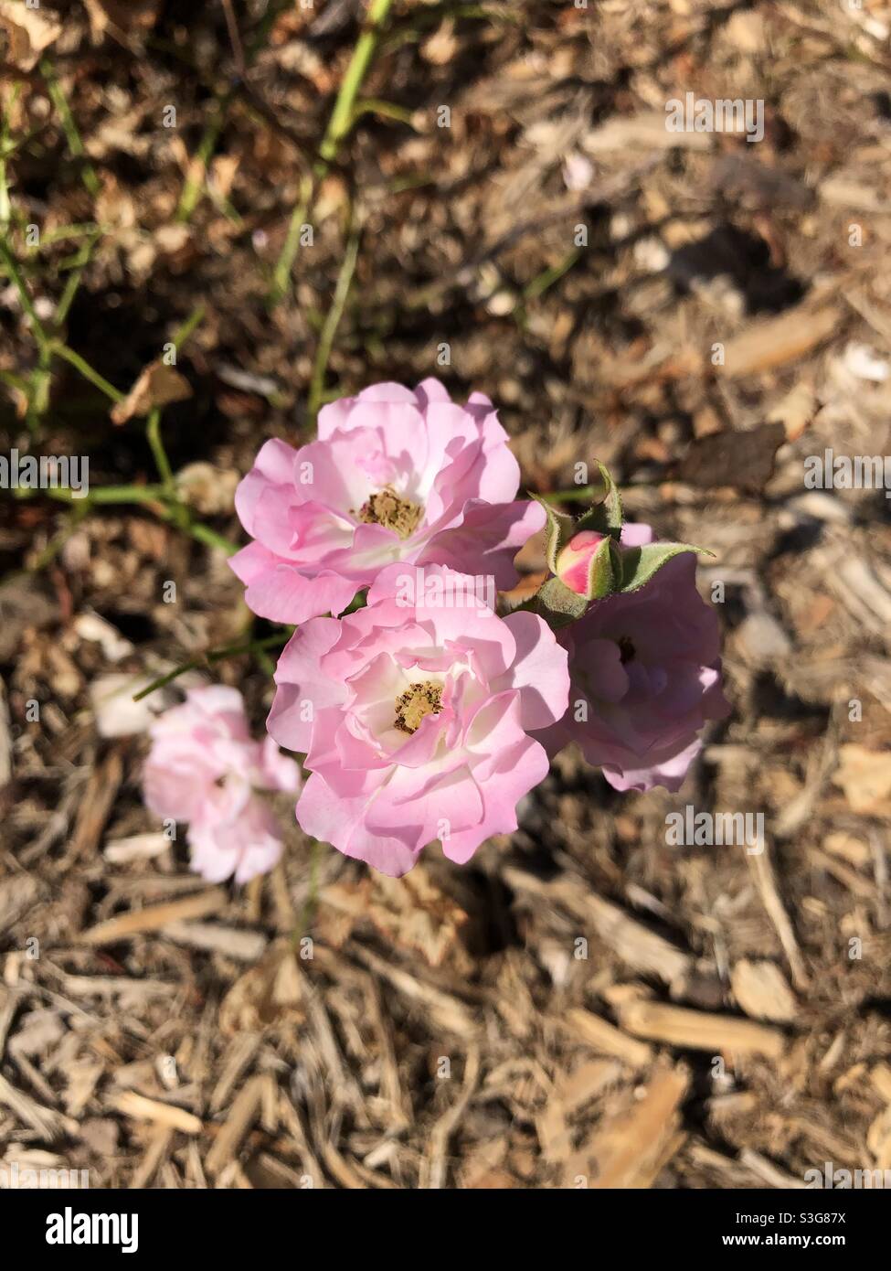 Delicate earth hi-res stock photography and images - Alamy