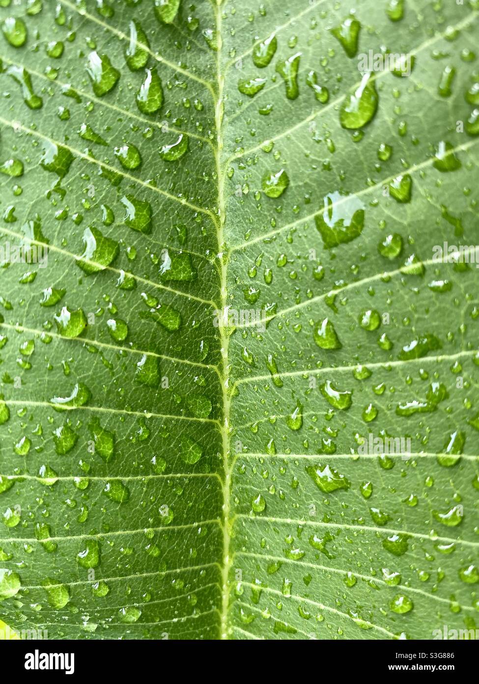 Raindrops on Leaf Stock Photo