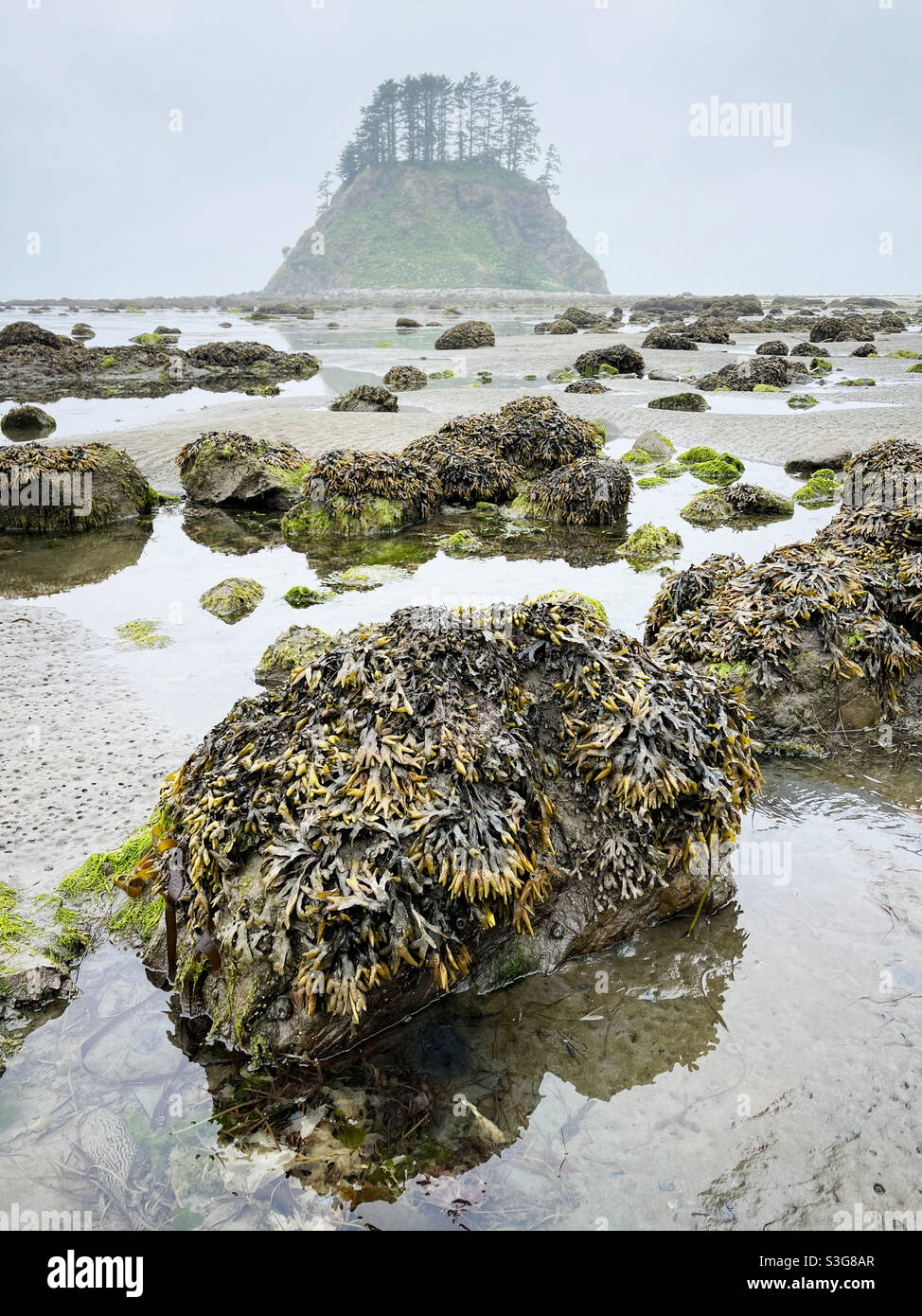 Tsakawahyah Island, Cape Alava, olympic national park Stock Photo