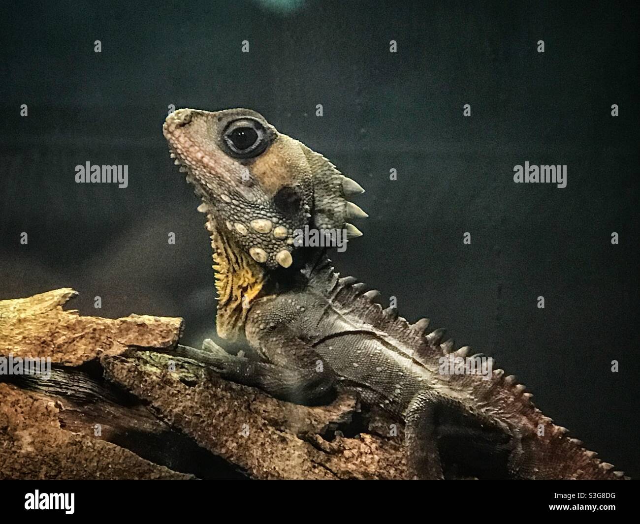 Boyd’s forest dragon (Lophosaurus boydii) Brisbane, Australia Stock Photo Alamy