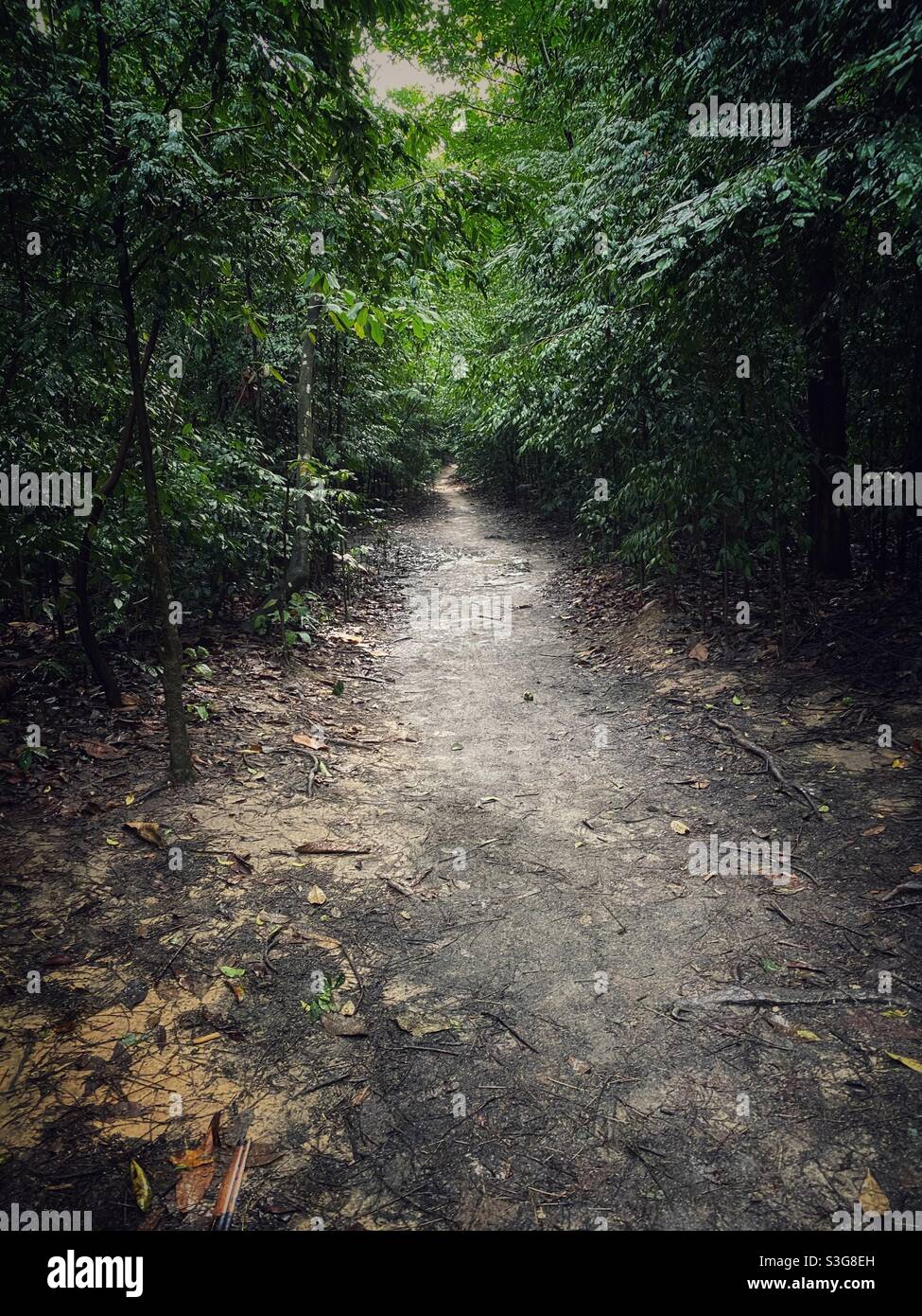 Straight path way in the woods Stock Photo - Alamy