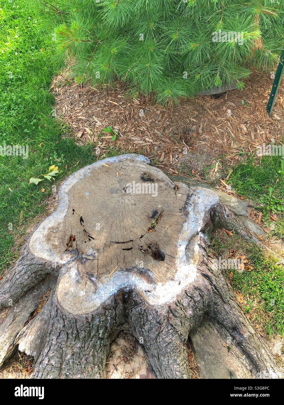 A smiling tree stump. - Smartphone Captured Stock Image