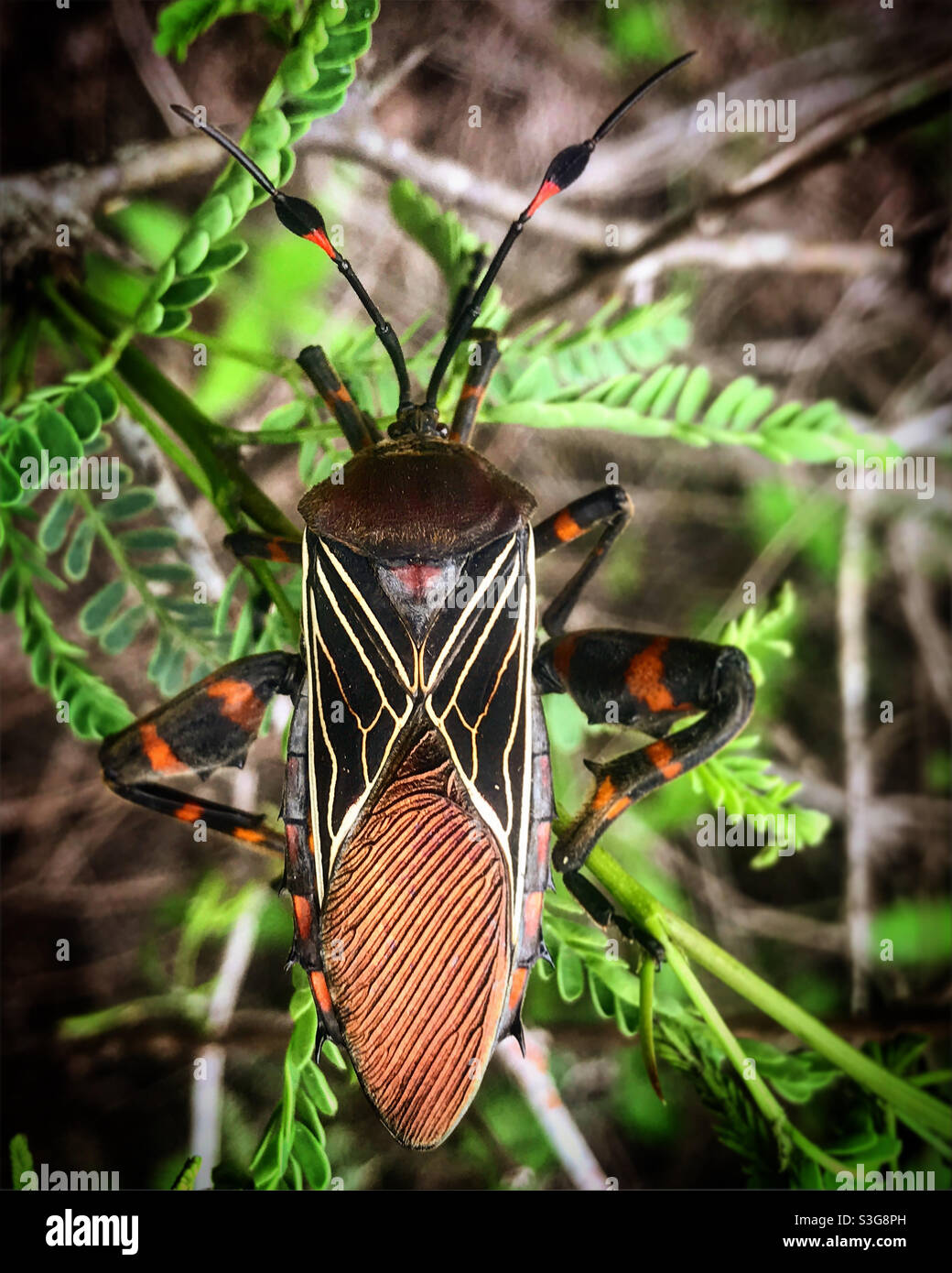 A geometric beetle perches in a thorny plant in the desert of Mexico - Smartphone Captured Stock Image