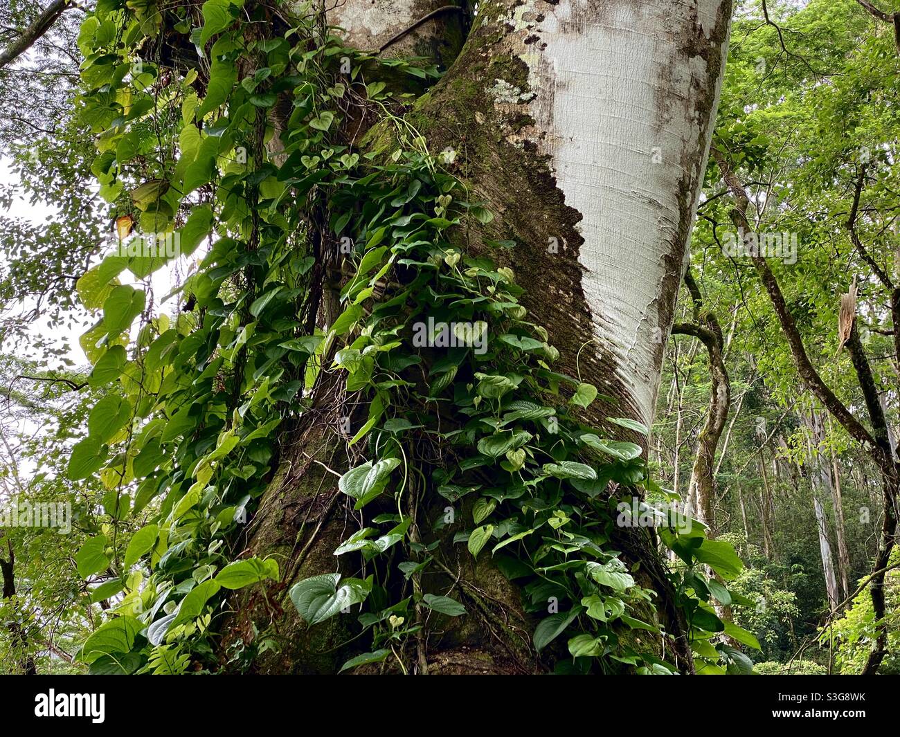 Tropical climbing plants hires stock photography and images Alamy