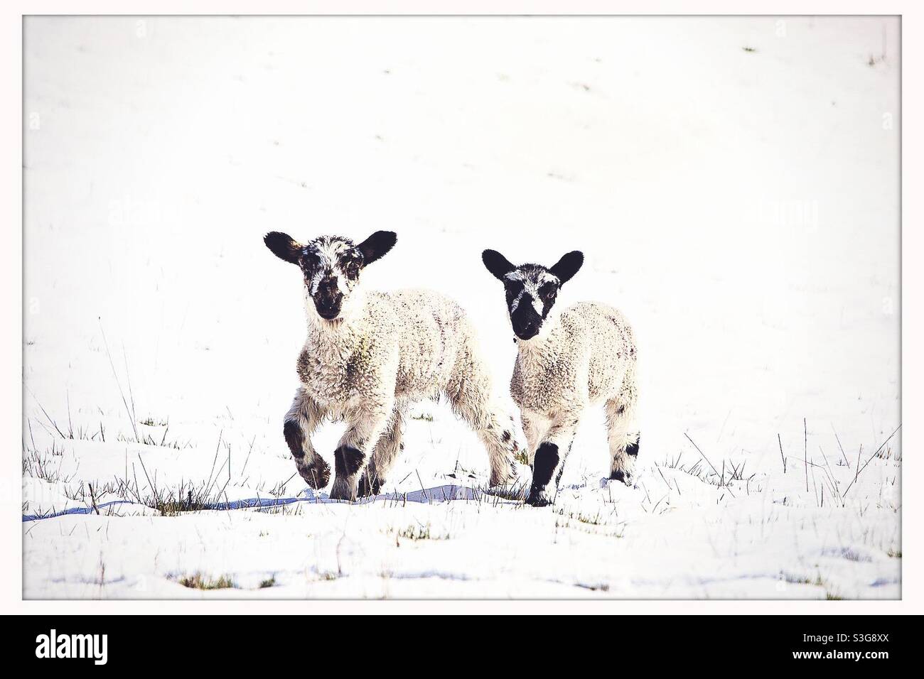 Pair of young lambs in snow on a sunny day in North Yorkshire, England, United Kingdom - Smartphone Captured Stock Image