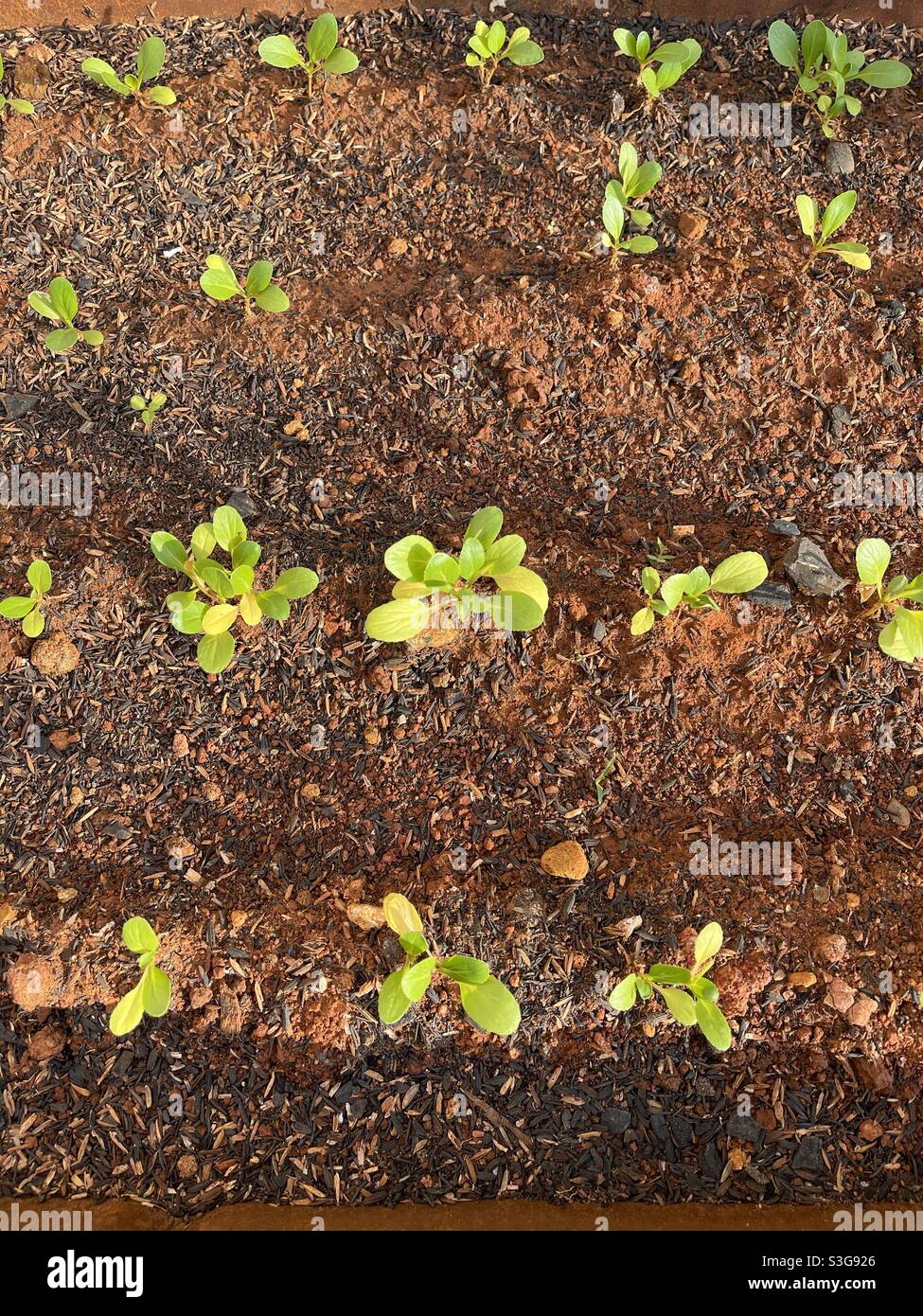 Vegetable sprouts hires stock photography and images Alamy