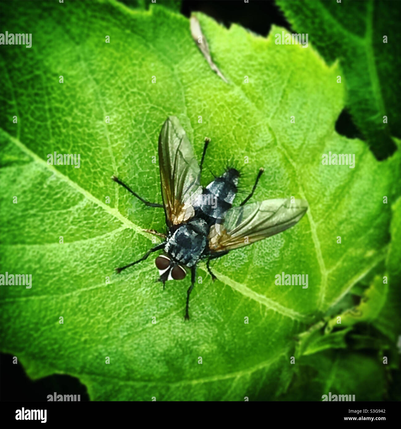 A fly perches on a green leaf in a forest in Mexico - Smartphone Captured Stock Image