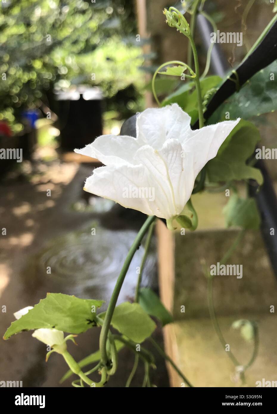 White Coccinia flower Stock Photo