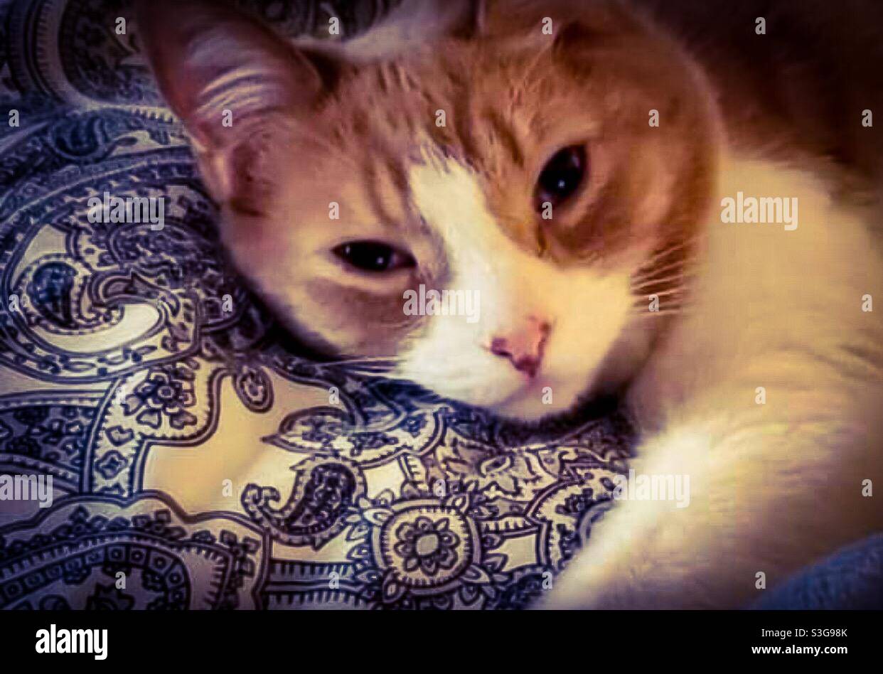 Kitty portrait, a vacant or a pensive state. Concepts:resting, napping, lying down,taking it easy, animal-human interface. - Smartphone Captured Stock Image