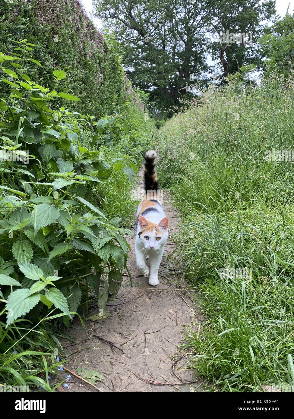 Cat walking along overgrown path Stock Photo Alamy