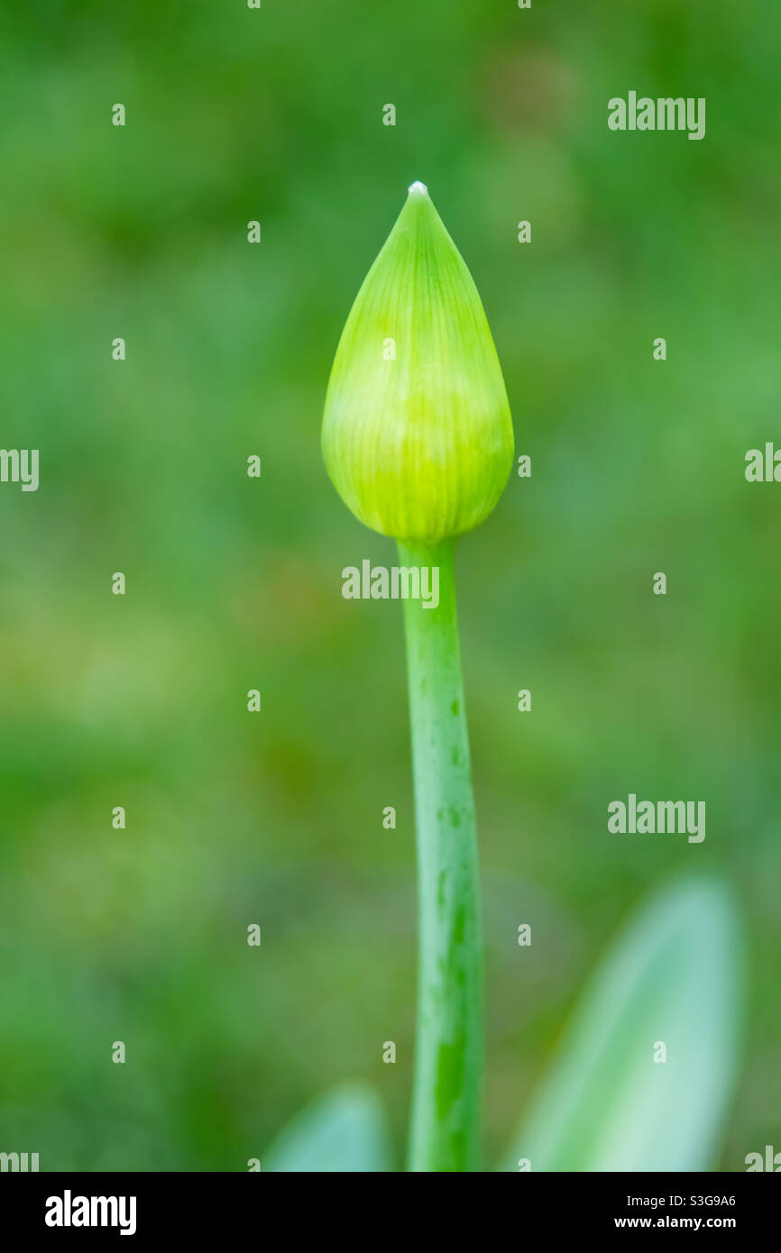 Close up allium flower in nature Stock Photo