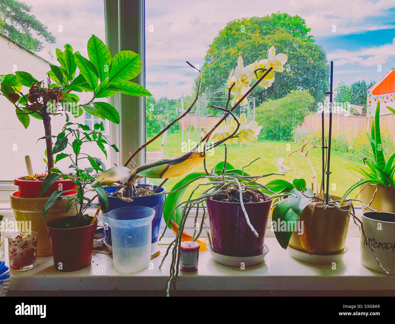Houseplants on a kitchen window sill. Stock Photo