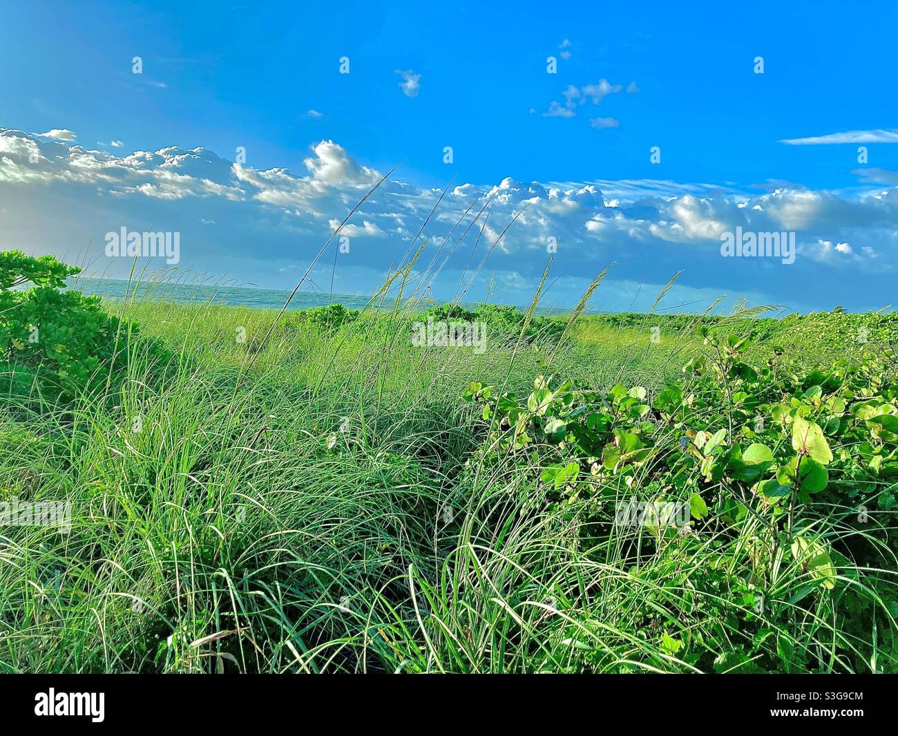 Sand dunes at beach in Florida - Smartphone Captured Stock Image