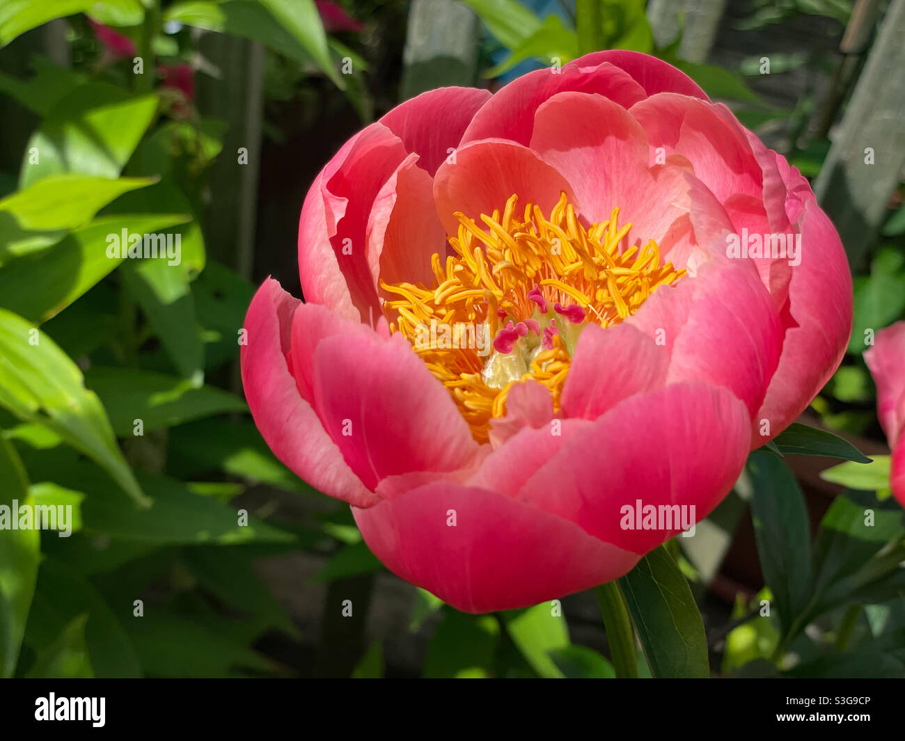 Coral coloured peony flower in the home garden. - Smartphone Captured Stock Image