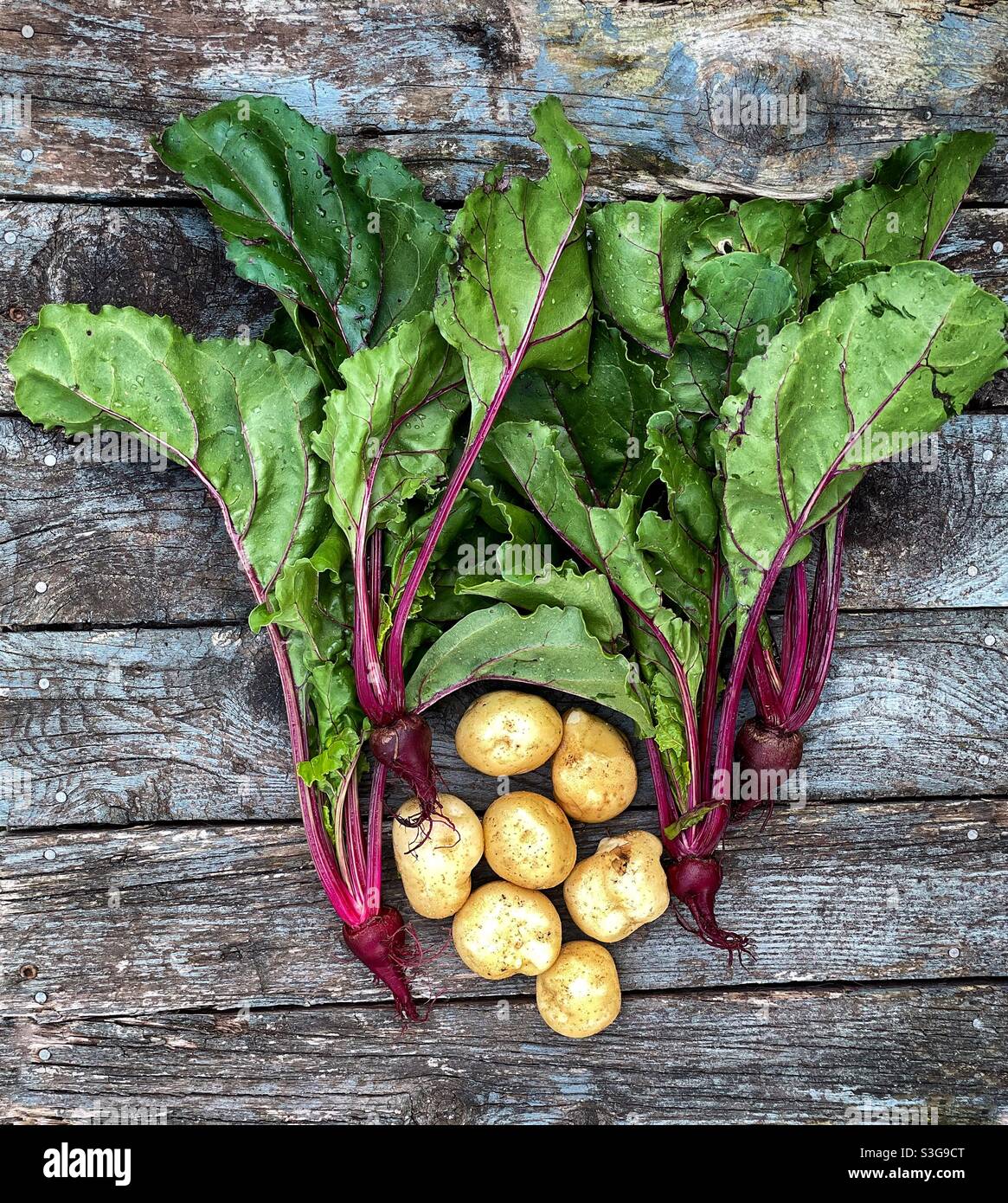 Freshly dug young beets and potatoes dug from a home vegetable garden. - Smartphone Captured Stock Image