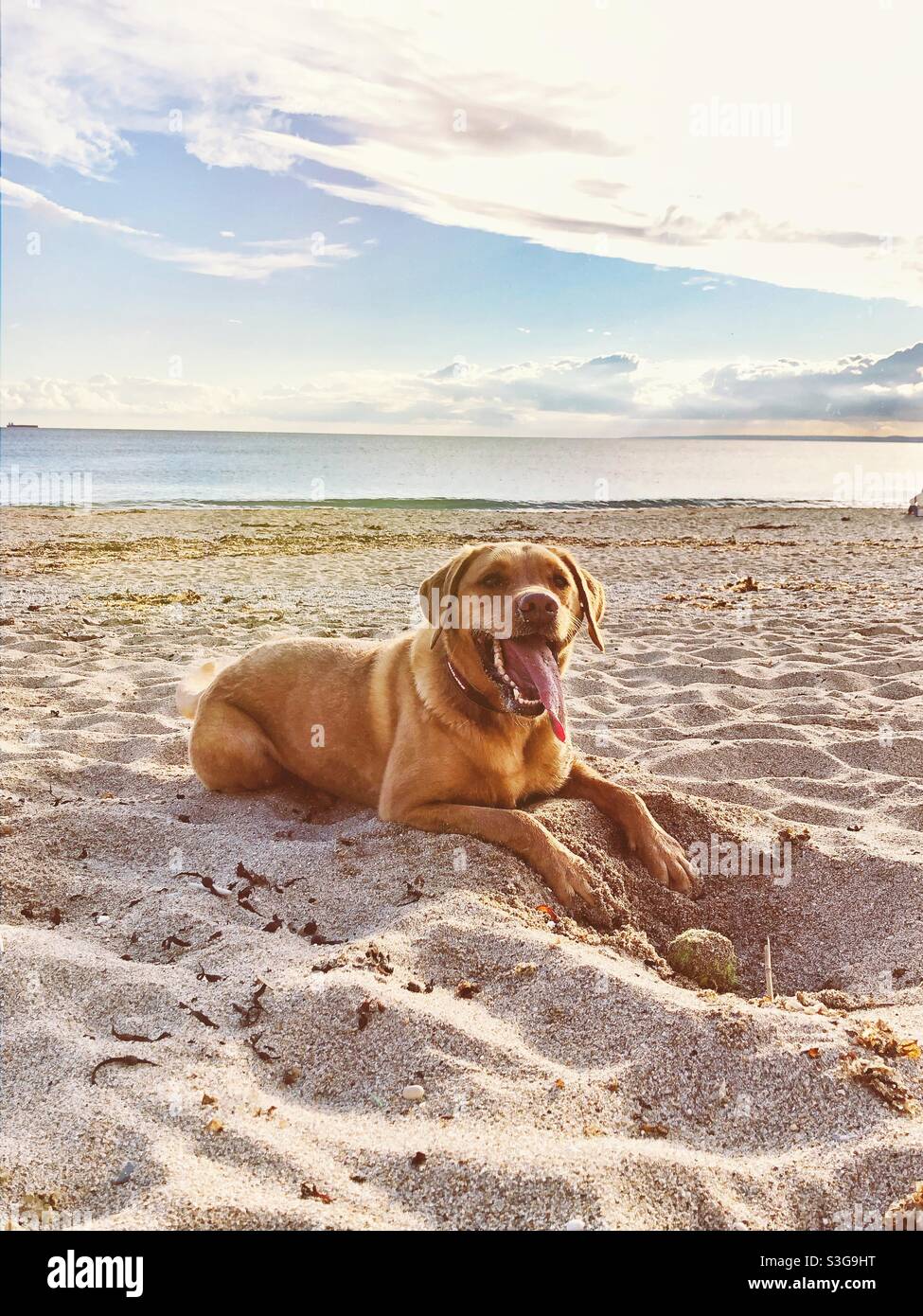 A hot and tired pet Labrador retriever dog on a beautiful beach with its tongue lolling and sticking out - Smartphone Captured Stock Image