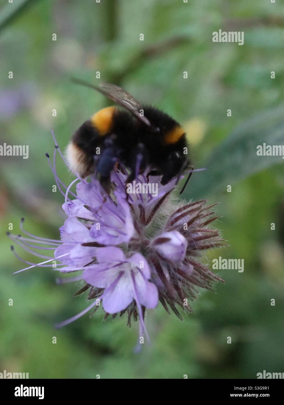 Purple Tansy and bumble bee - Smartphone Captured Stock Image