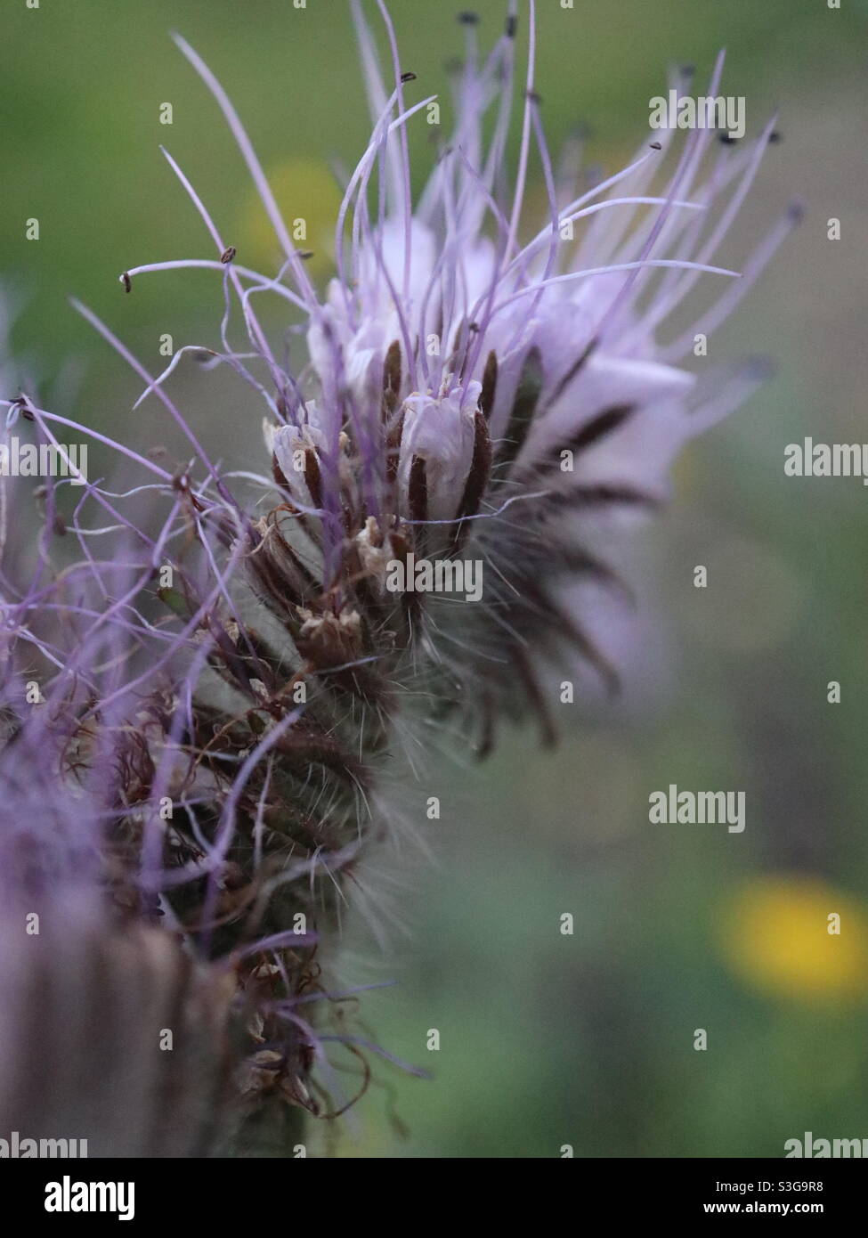 Blue Tansy in bloom - Smartphone Captured Stock Image