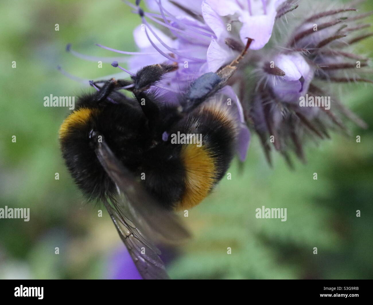 Blue Tansy, Bumblebee Stock Photo