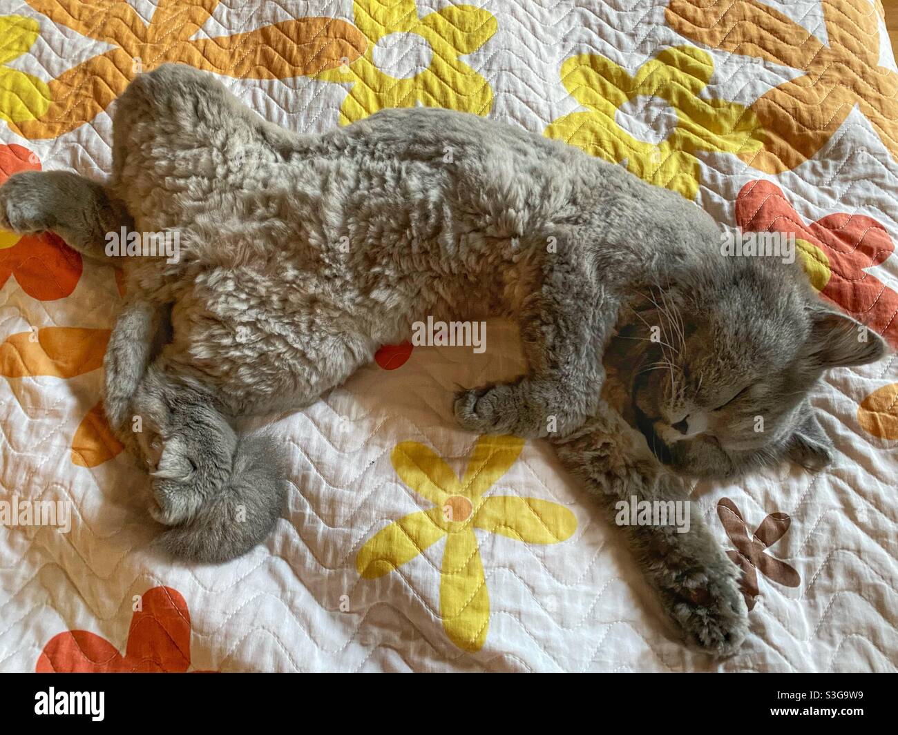 Happy sleeping British grey cat Stock Photo