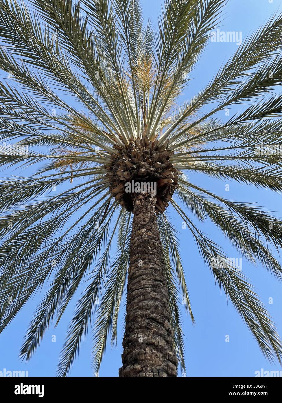 Perspective view looking up at a large palm tree with blue sky background Stock Photo