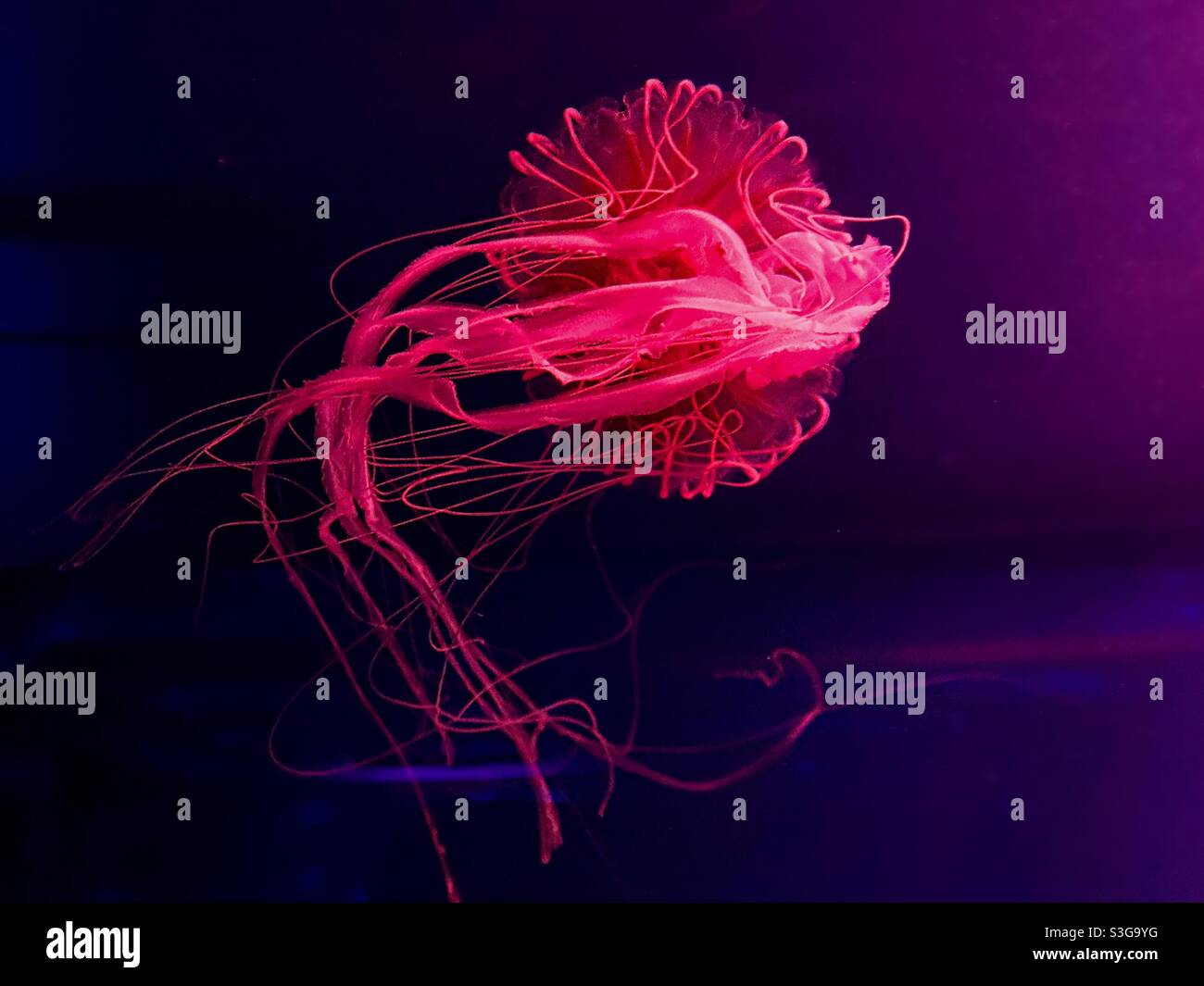 Red Jellyfish in water Stock Photo Alamy