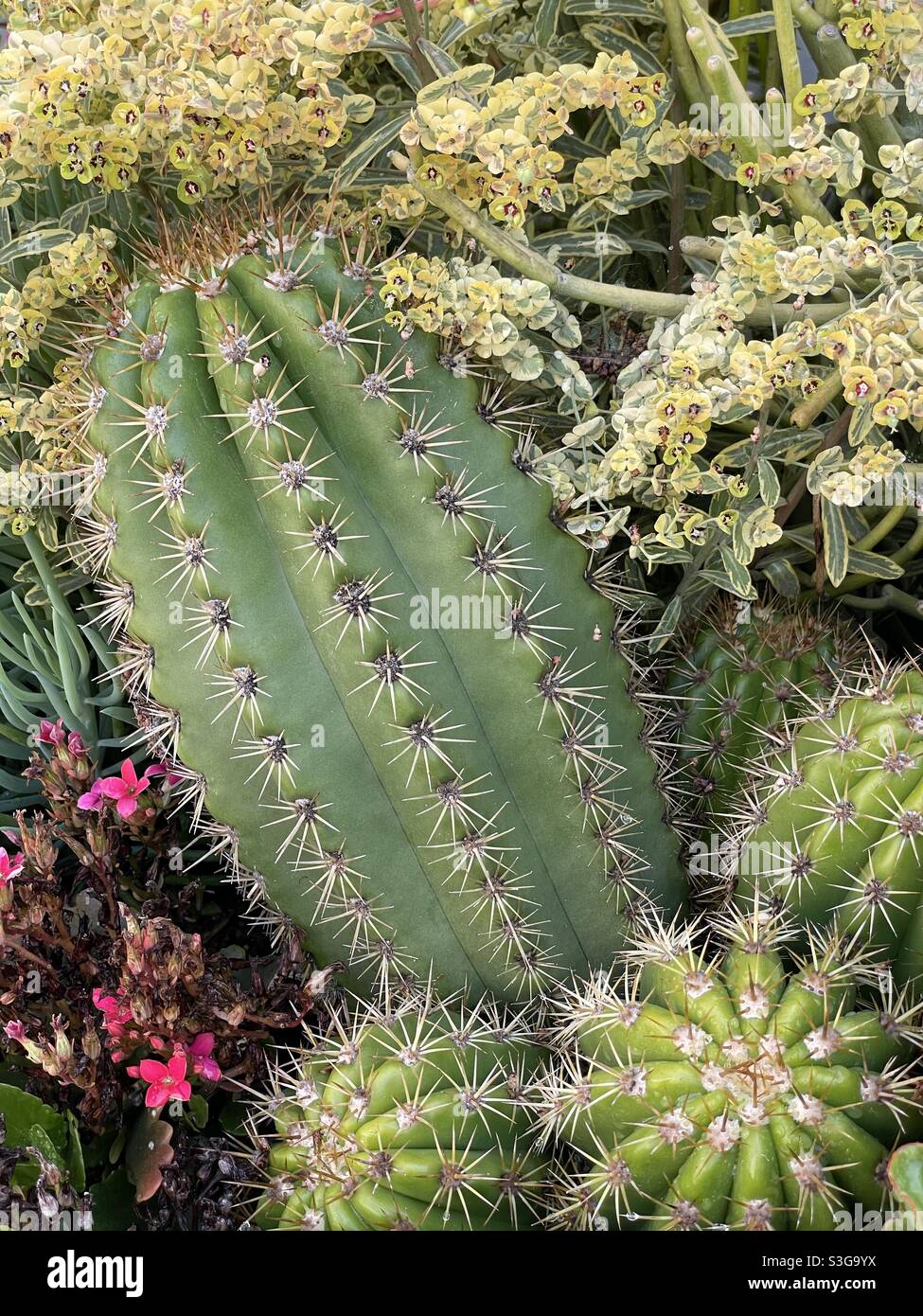Cactus and succulents hi-res stock photography and images - Alamy