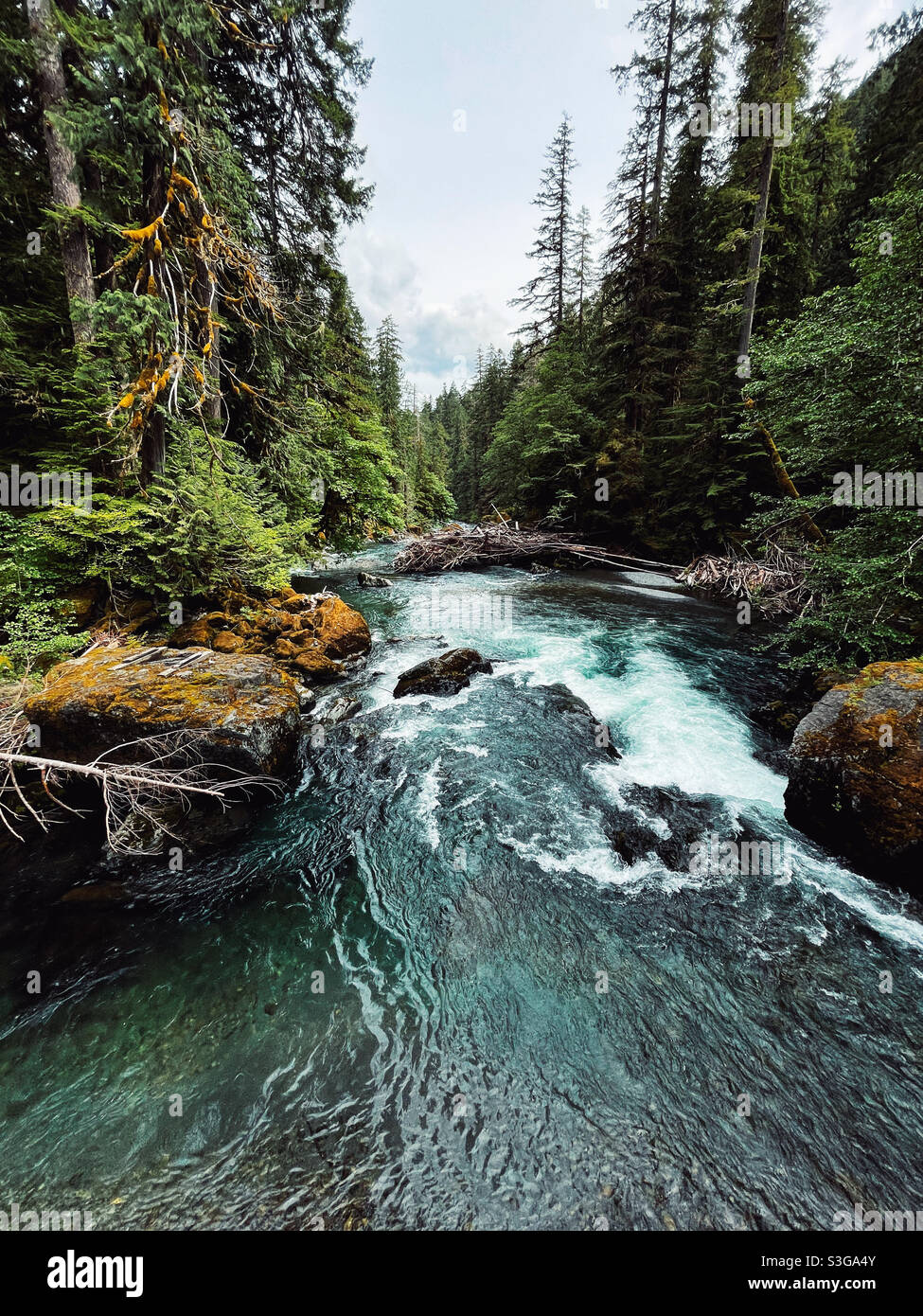 White rapids of North Fork Skokimish River at Olympic National Park - Smartphone Captured Stock Image