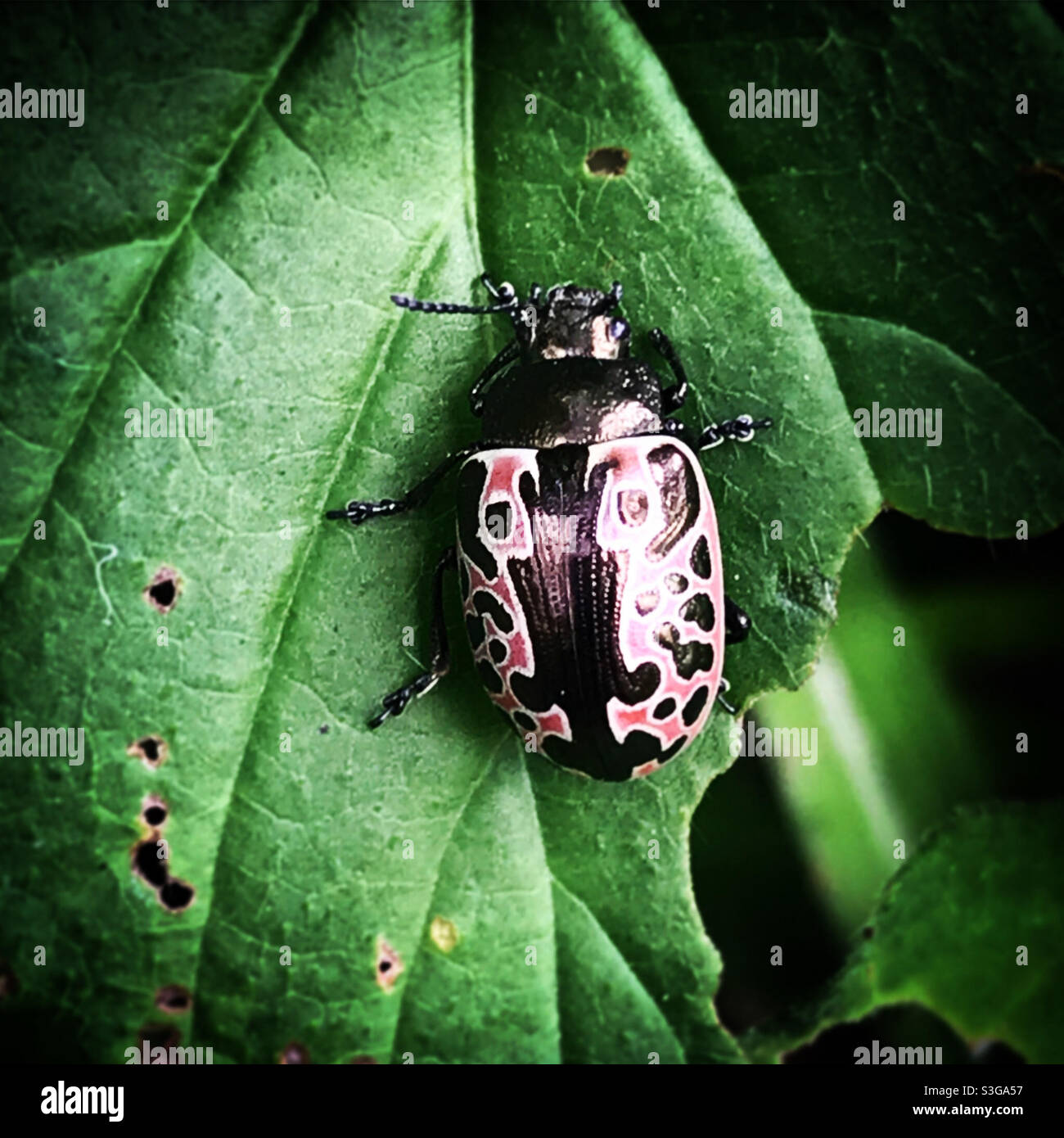 A pink ladybug perches on a green leaf in a forest in Mexico Stock Photo