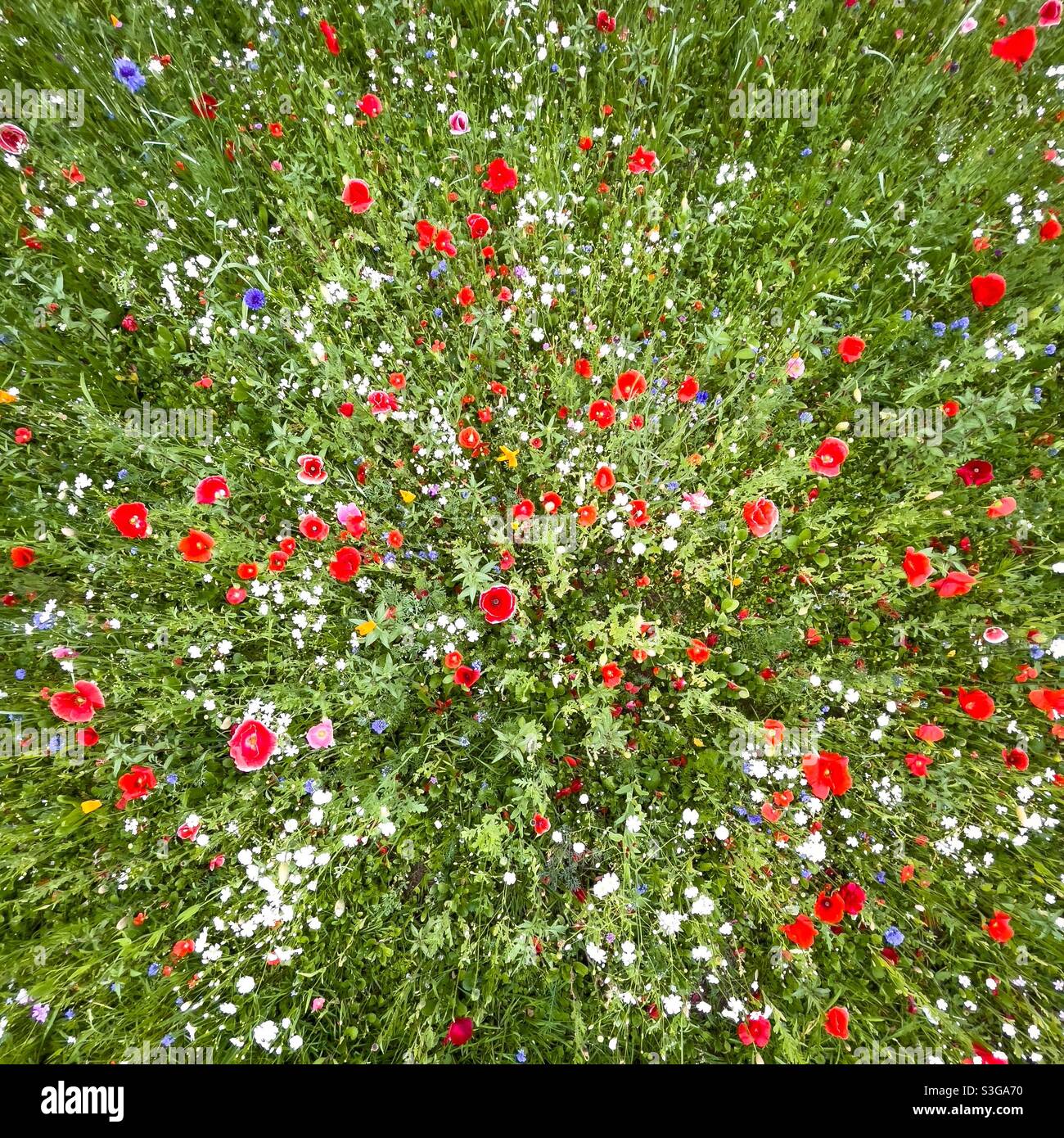 Explosion of flowers hires stock photography and images Alamy