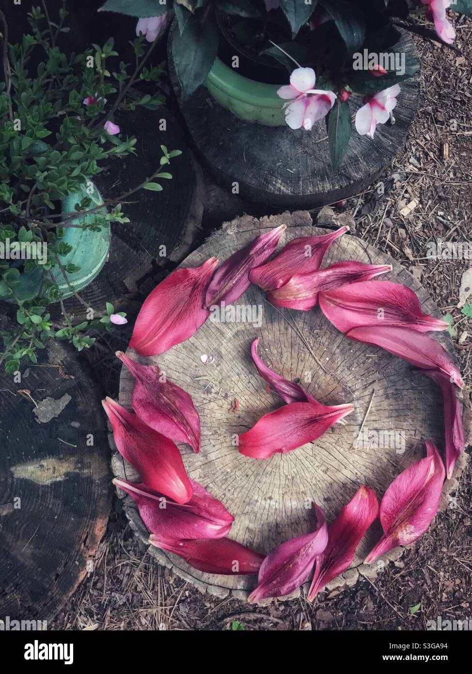 Maroon lily petals arranged in a circle on a tree stump - Smartphone Captured Stock Image
