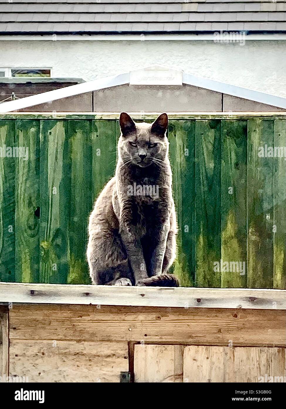 Grey cat sitting upright in front of green fence Stock Photo