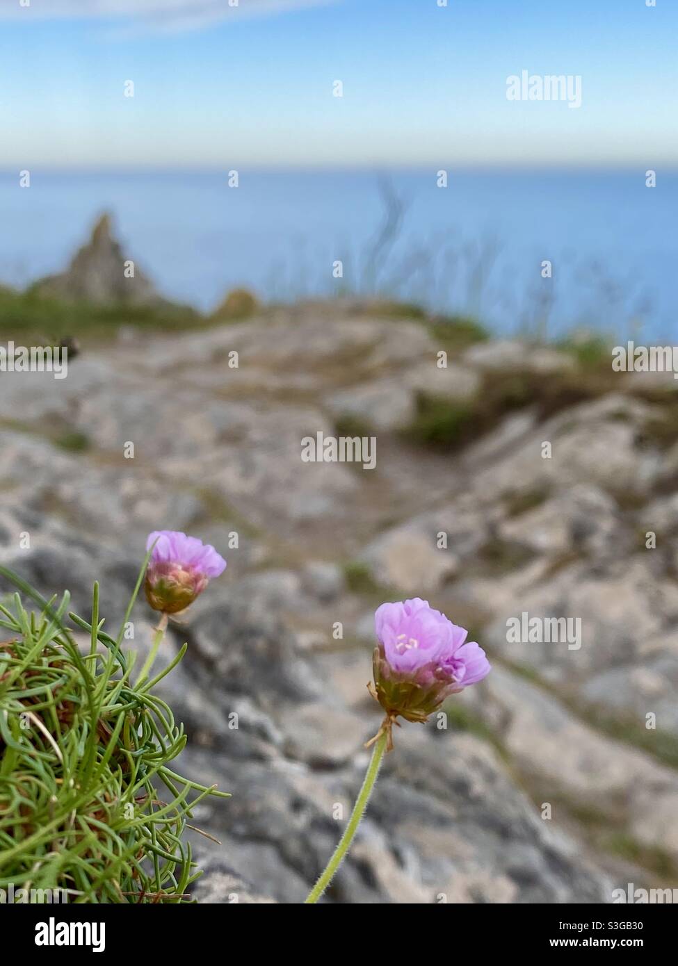 Pink wild flowers on the cliffs in Cornwall Stock Photo Alamy