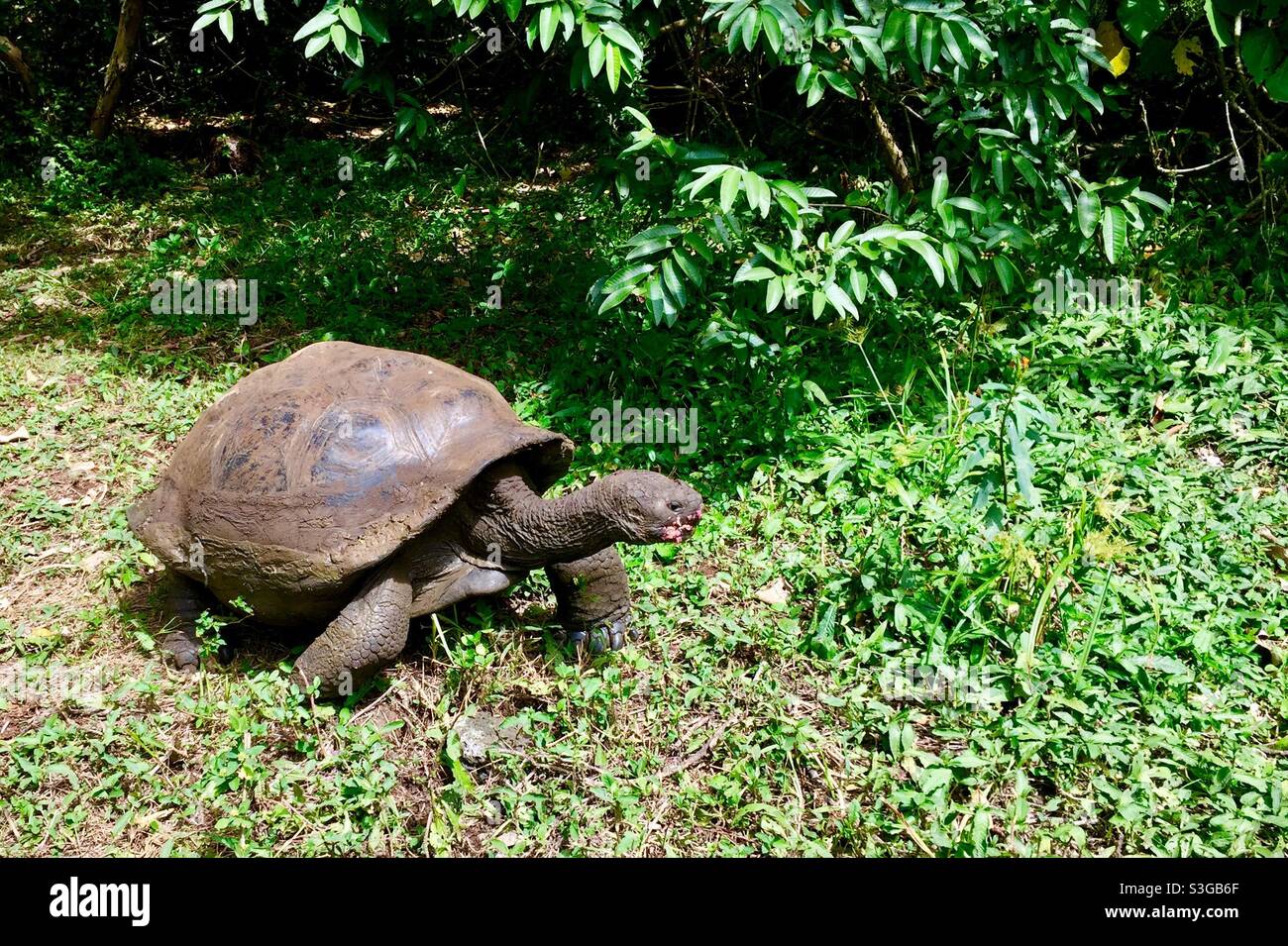 Galapagos tortoise eating guava, Galapagos island, Ecuador Stock Photo