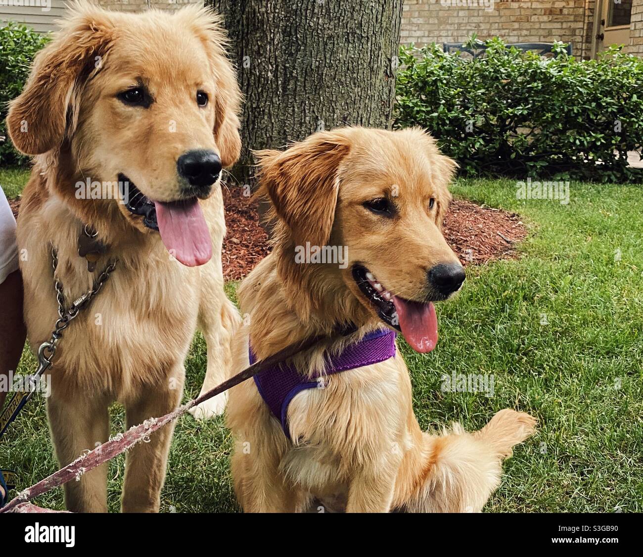 Brother and sister Golden puppies Stock Photo - Alamy