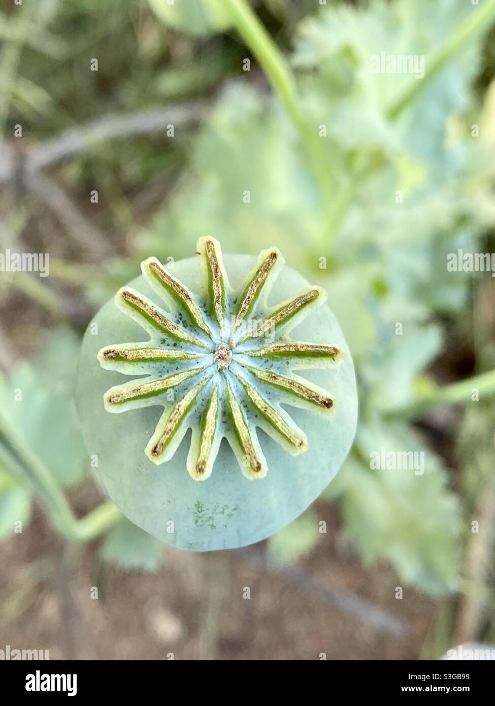 Green flower bulb with star - Smartphone Captured Stock Image