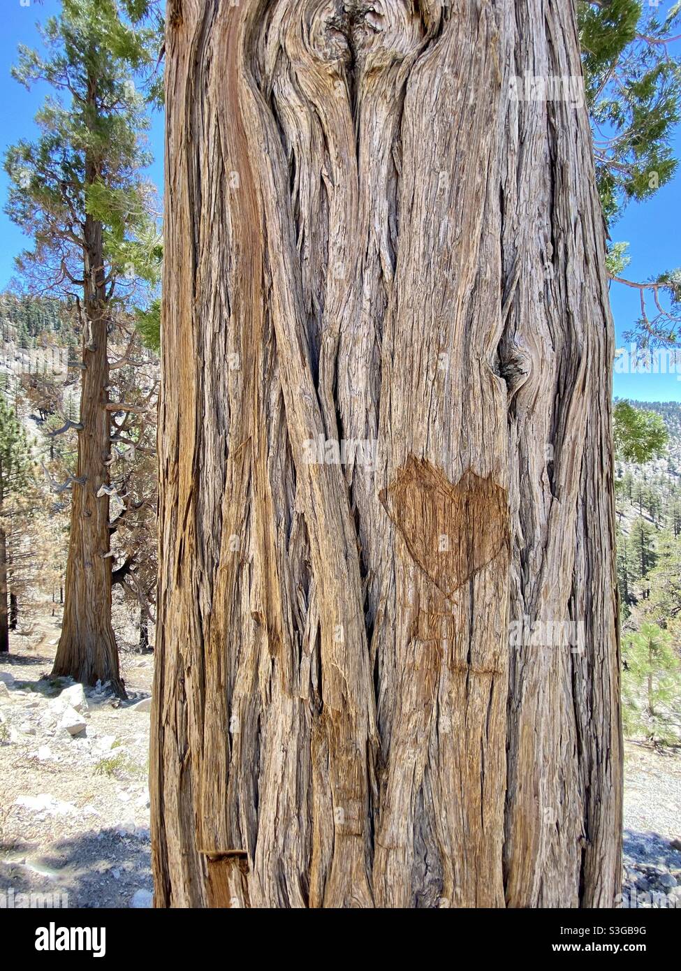 Heart carved into tree Stock Photo