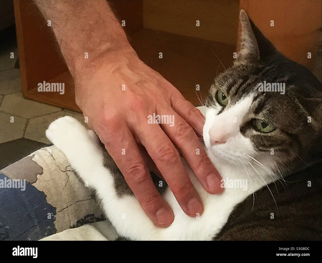 Hand stroking a tabby and white cat. - Smartphone Captured Stock Image