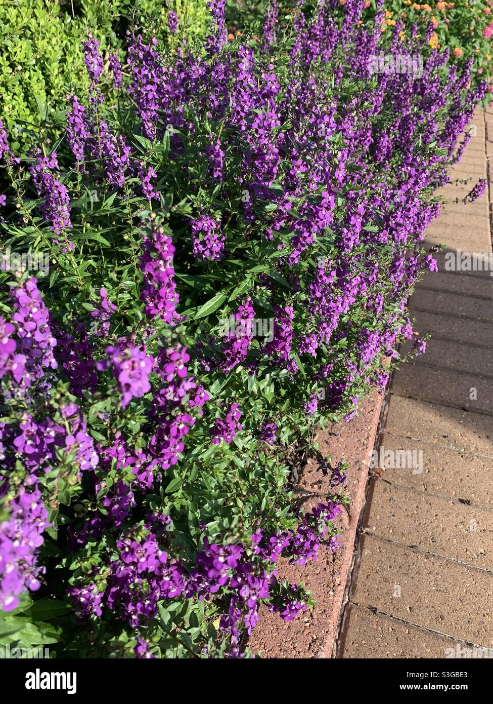 Purple light walkway hi-res stock photography and images - Alamy
