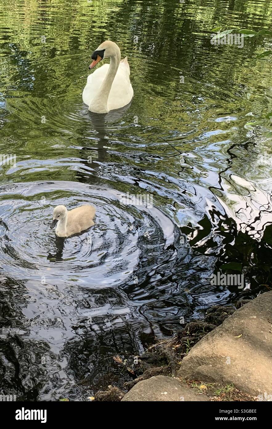Swan and Stock Photo Alamy
