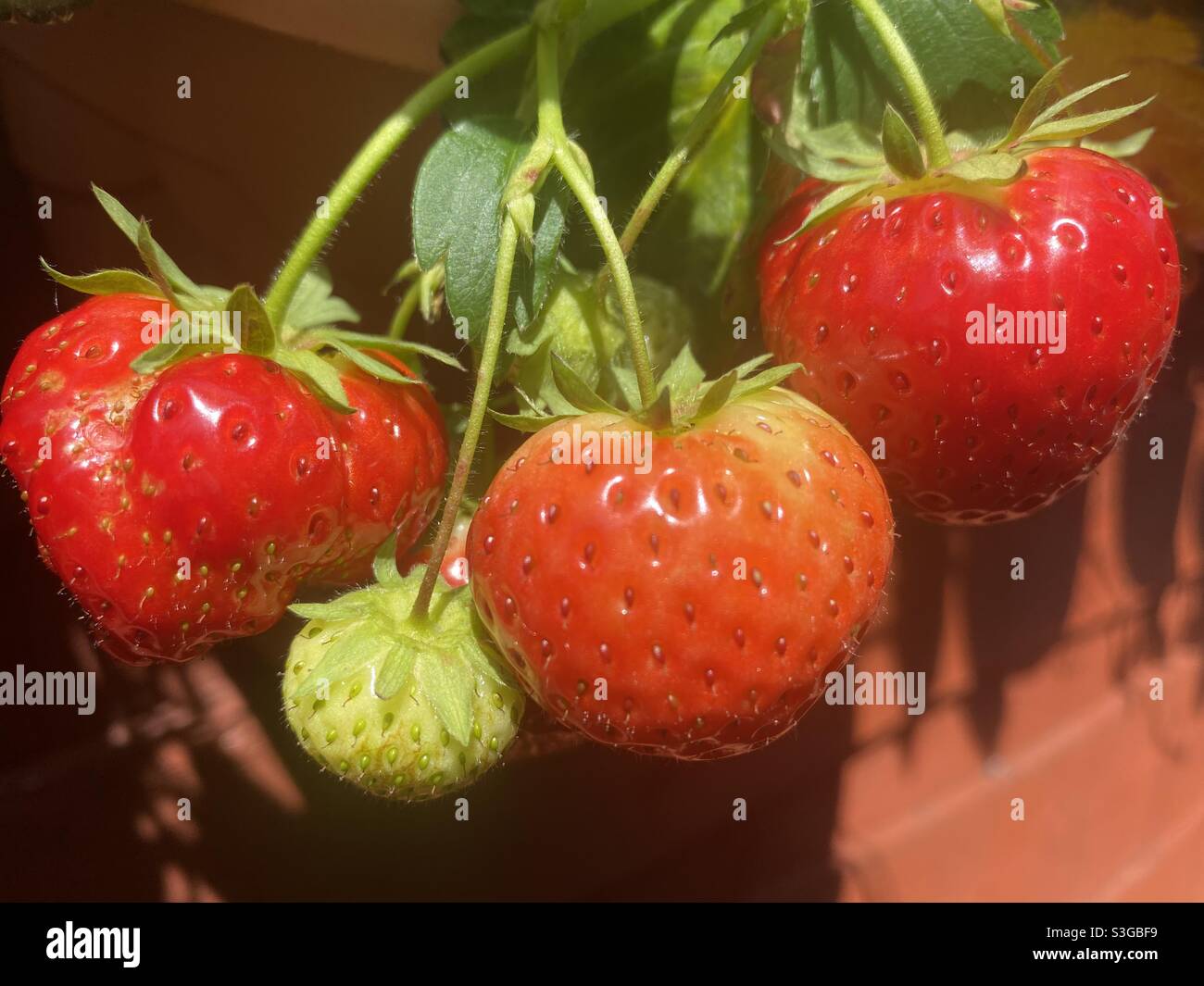 Ripe fruit ready picking hi-res stock photography and images - Alamy